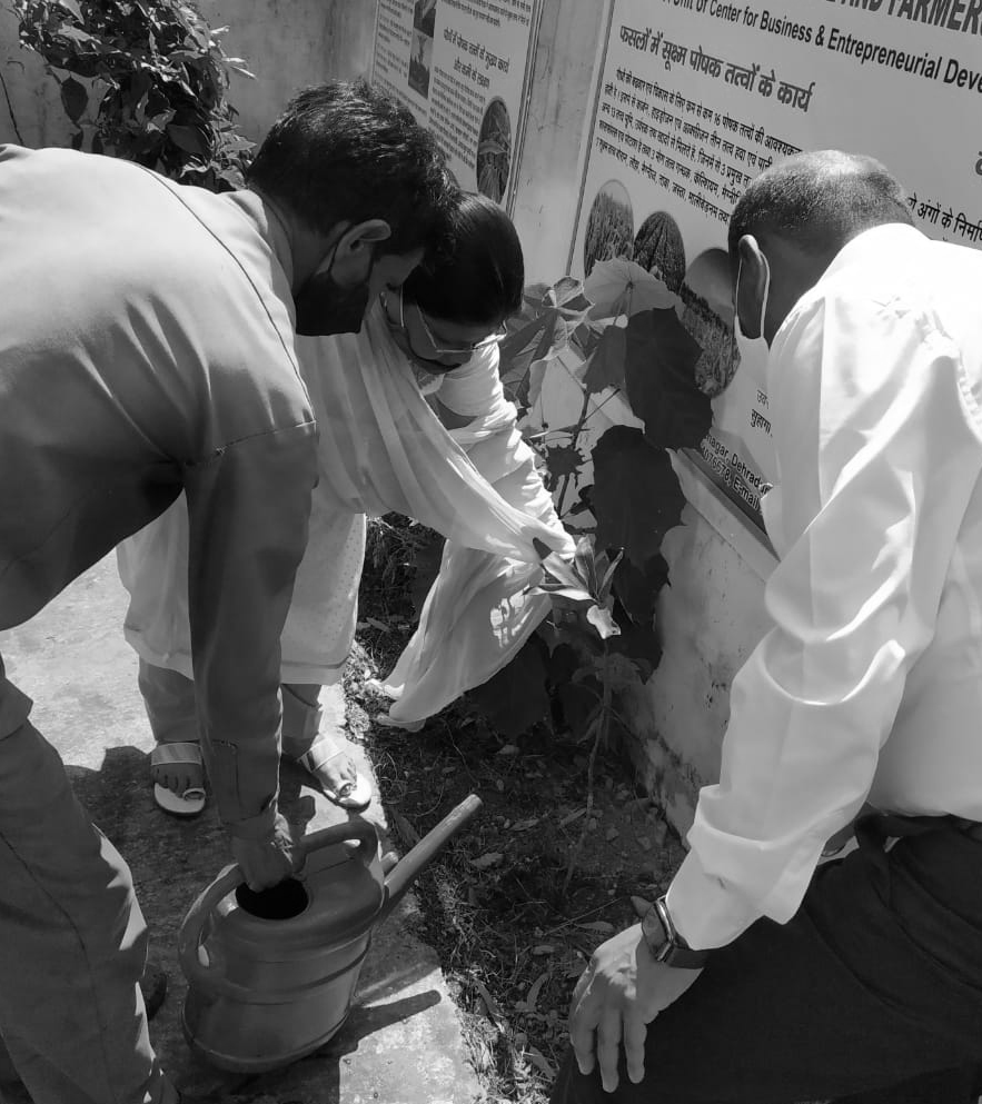 CSR Environmental Activity - Tree Planting